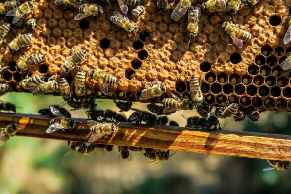 apiary, bees, insects-1867537.jpg